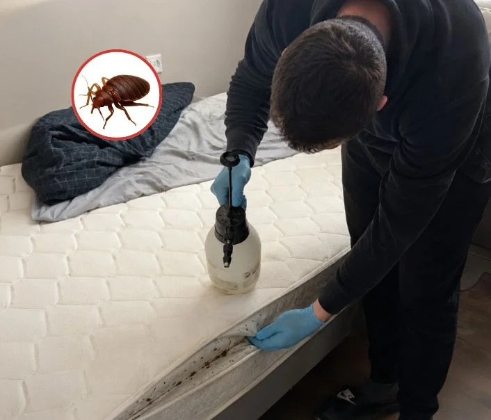 Technicien traitant un matelas contre les punaises de lit à Wissous